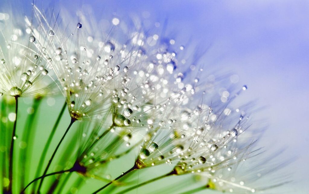 dandelion, dew, nature-843587.jpg